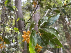 Toechima tenax