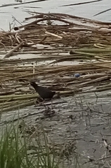 Zapornia flavirostra