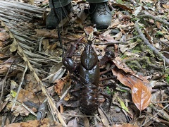 Euastacus hystricosus