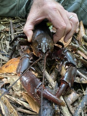 Euastacus hystricosus