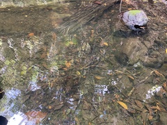 Euastacus hystricosus