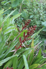 Aechmea weilbachii