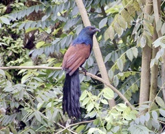 Centropus sinensis parroti