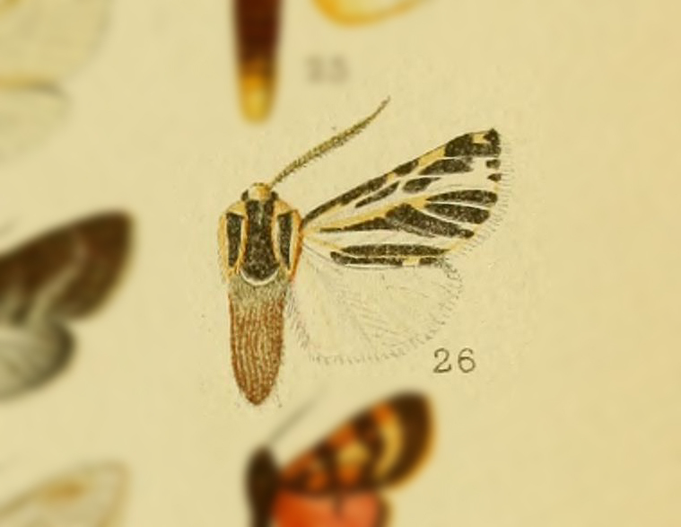 Hyphantria panoezys