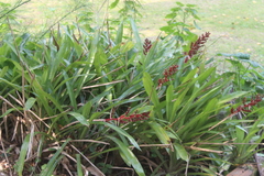 Aechmea weilbachii