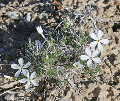 Phlox hoodii canescens