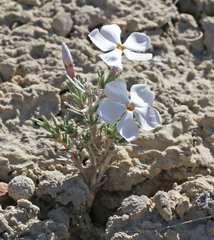 Phlox hoodii canescens