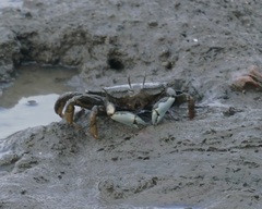 Macrophthalmus