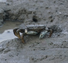 Macrophthalmus