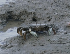 Macrophthalmus