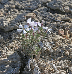 Phlox hoodii canescens