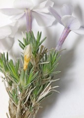Phlox hoodii canescens