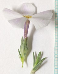 Phlox hoodii canescens