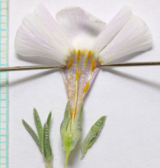 Phlox hoodii canescens