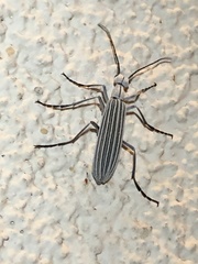 Epicauta costata
