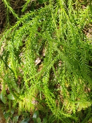 Phlegmariurus varius