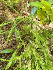 Phlegmariurus varius