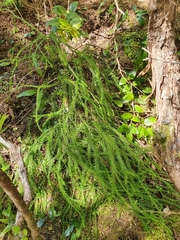 Phlegmariurus varius