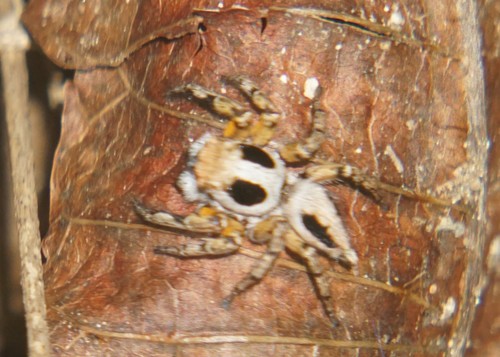 Tarkas maculatipes