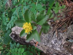 Phedimus kamtschaticus