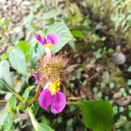 Hairy-ball balsam (Impatiens bracteata)