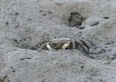 Macrophthalmus
