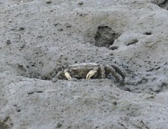 Macrophthalmus