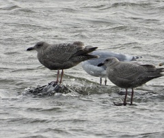 Larus argentatus × glaucescens