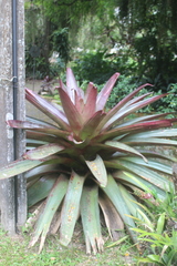 Alcantarea imperialis