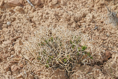 Rhinotropis subspinosa