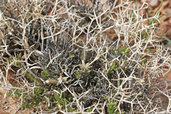 Rhinotropis subspinosa