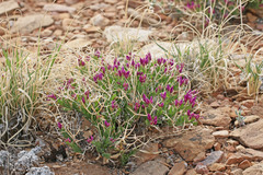 Rhinotropis subspinosa