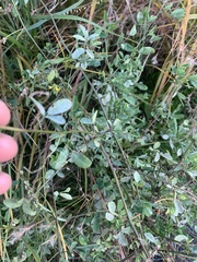 Melilotus officinalis