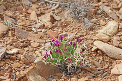 Rhinotropis subspinosa