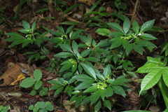 Ertela trifolia