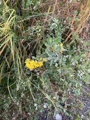 Melilotus officinalis