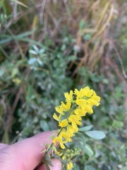 Melilotus officinalis