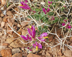 Rhinotropis subspinosa