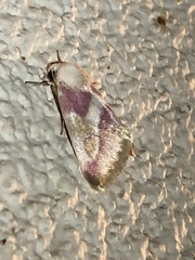 Schinia regina