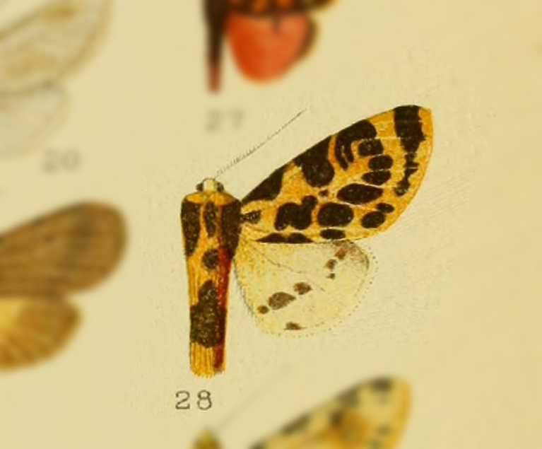 Fulvocompe tessellata