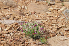 Rhinotropis subspinosa