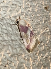 Schinia regina