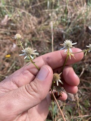 Eryngium integrifolium