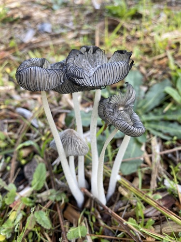 Hare's foot inkcap