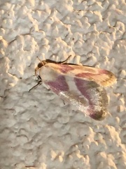 Schinia regina