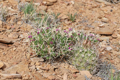 Rhinotropis subspinosa