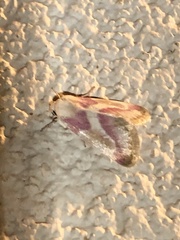 Schinia regina