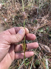 Eryngium integrifolium