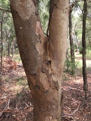 Eucalyptus propinqua