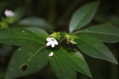 Ertela trifolia